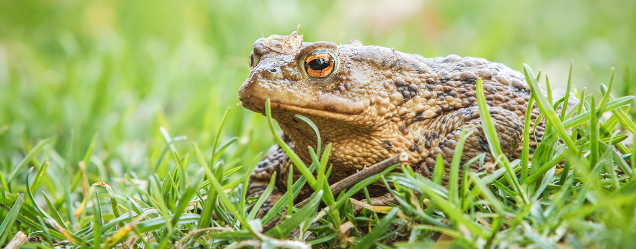 Toad on grass