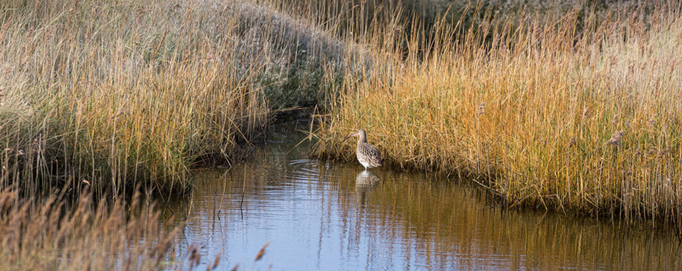 Wetlands